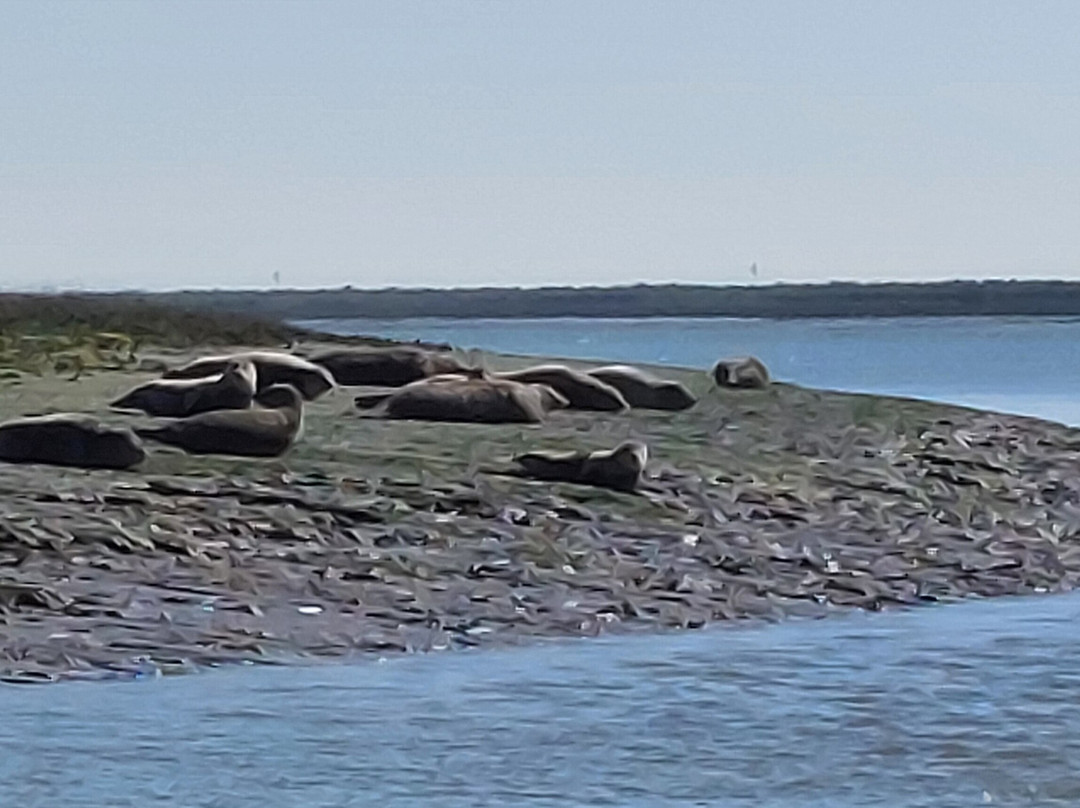 Discovery Seal Trips-Rochford必去景点