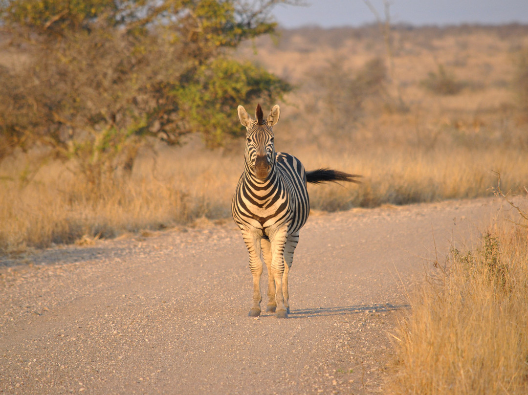 Safari4Africa-约翰内斯堡必去景点