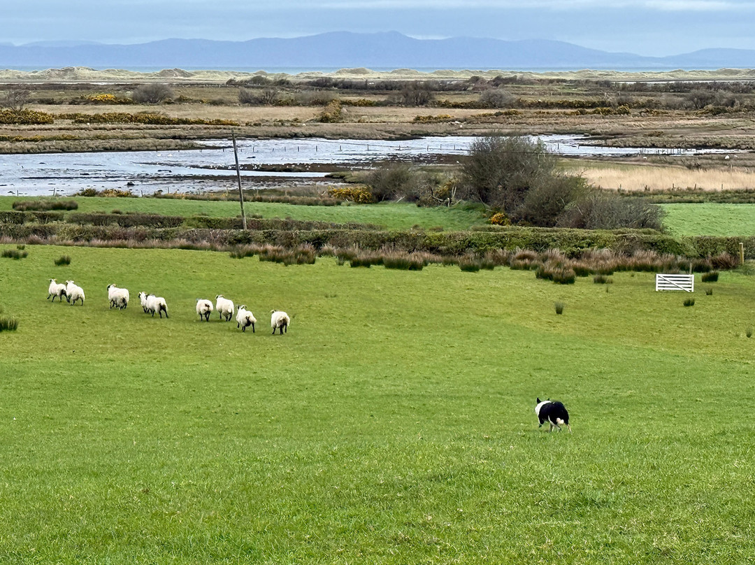 Atlantic Sheepdogs-Grange必去景点