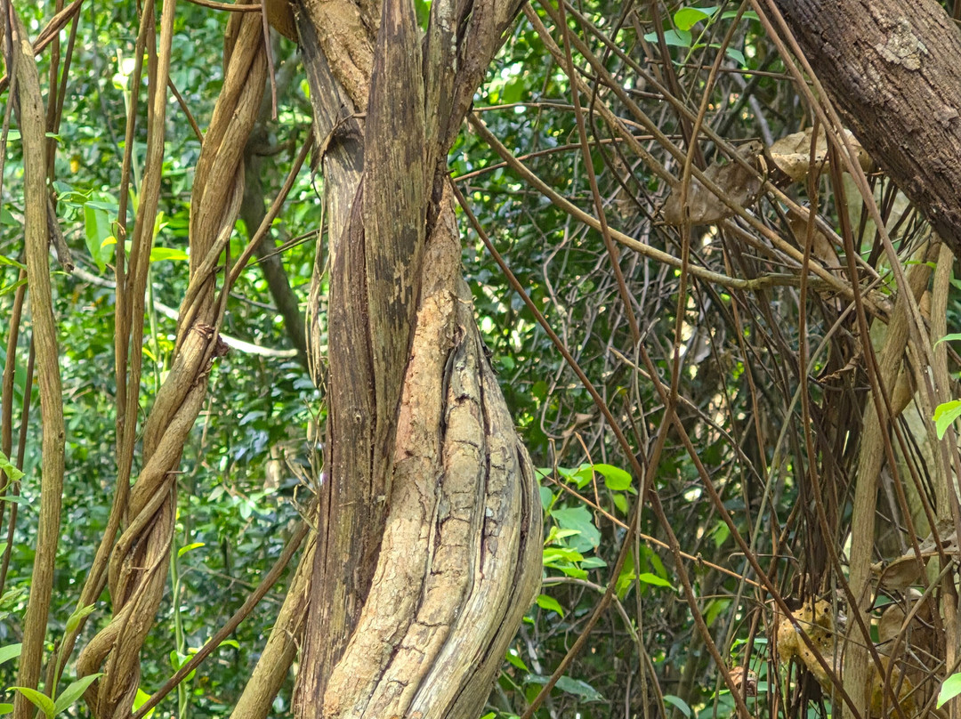 Elephant Rehabilitation Centre-提卢湾安塔普兰（特里凡德伦）必去景点