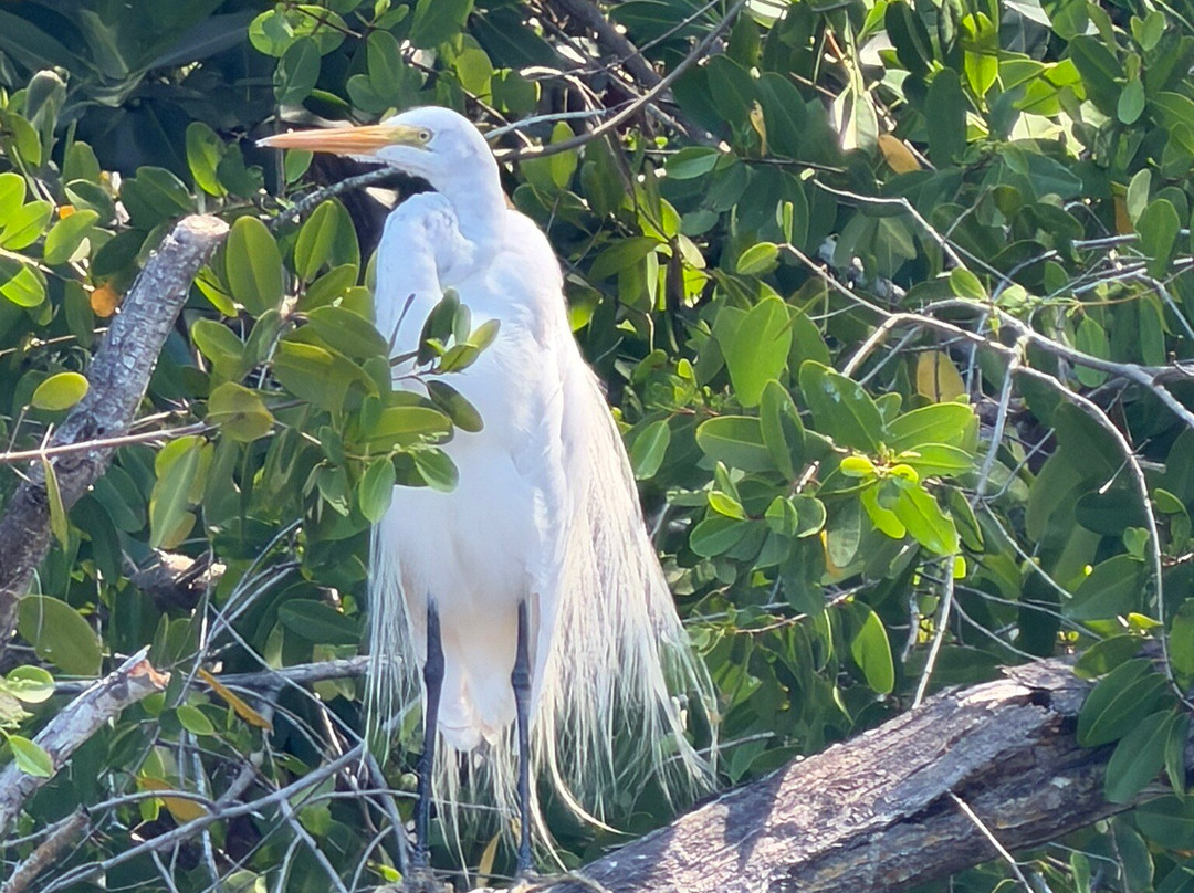 Guardianes De Los Manglares De Dzinintún-塞莱斯顿必去景点