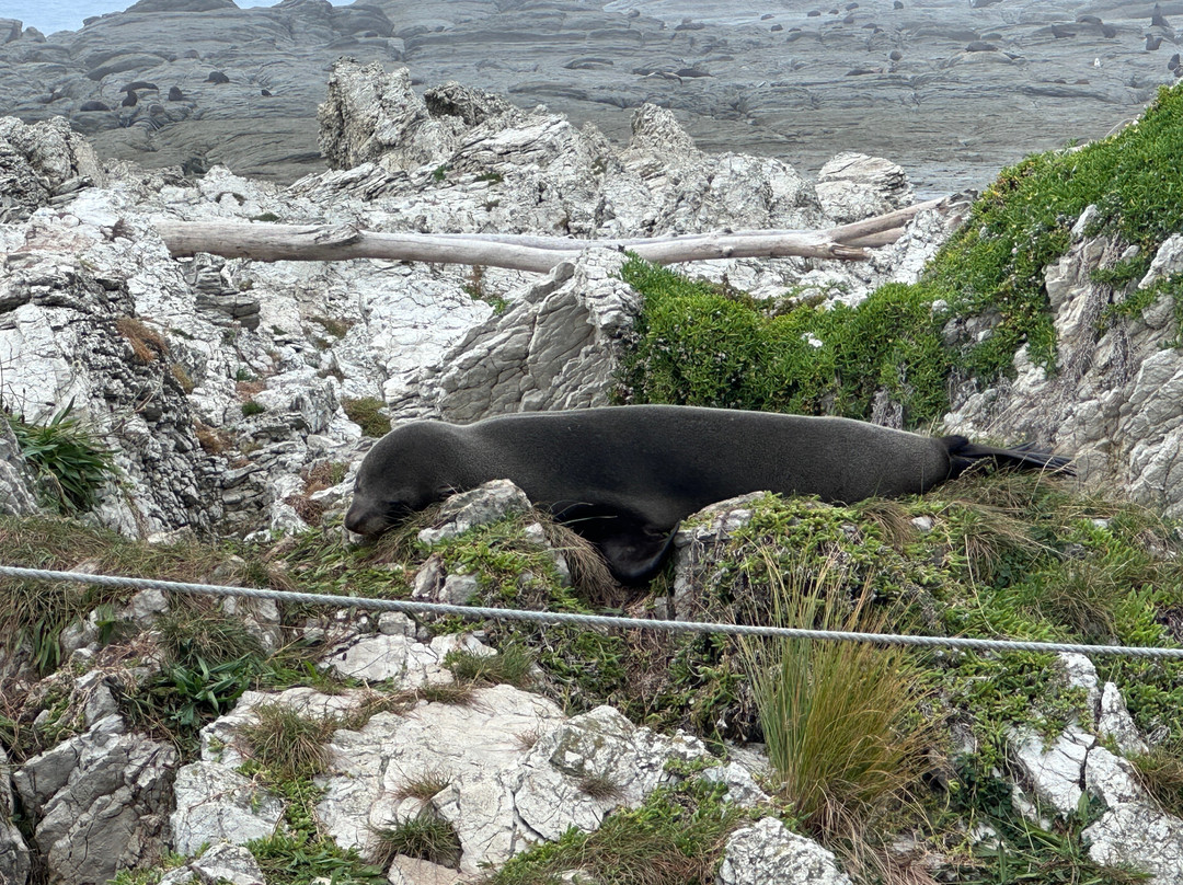 凯库拉毛皮海狮聚集区-Kaikoura必去景点