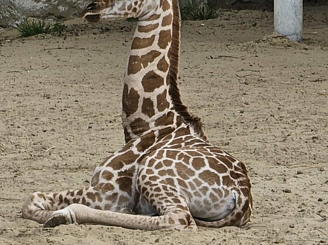 Zoo de La Palmyre-La Palmyre-Les Mathes必去景点