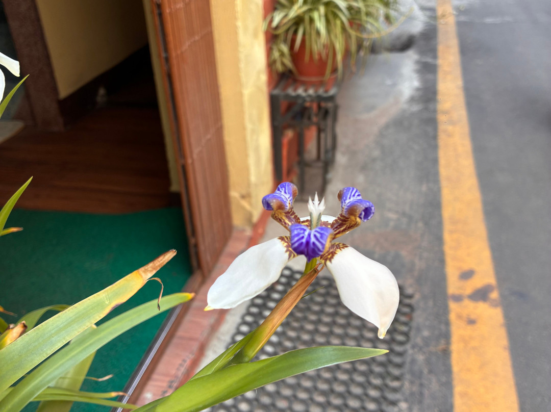 加德满都绿洲住宿加早餐旅馆主图