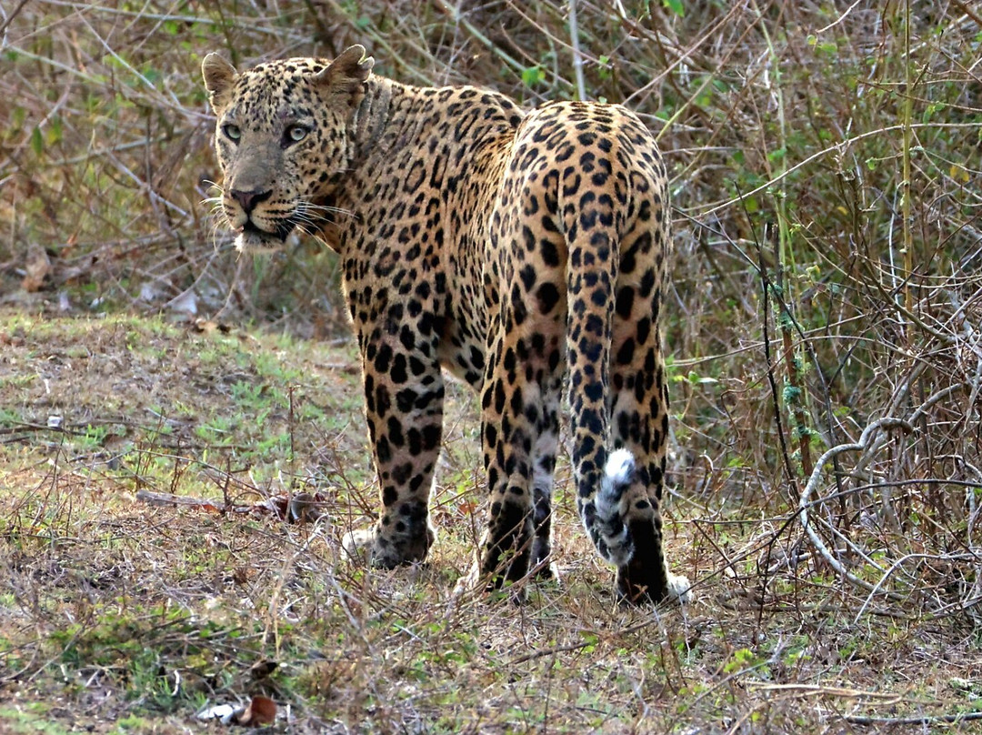 Kalypso Adventures-Fort Kochi必去景点