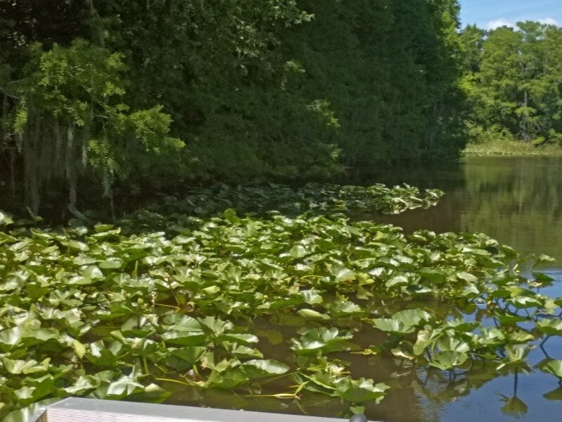 Alligator's Unlimited  Airboat Nature Tours-莱克威尔士必去景点