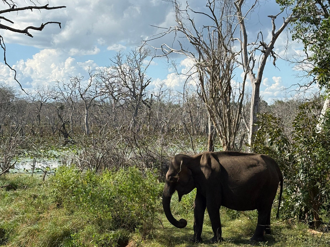 Didulanka yala safari-Thanamalwila必去景点