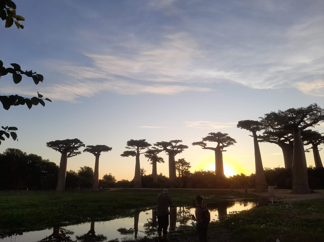 Avenue of the Baobabs-Morondava必去景点