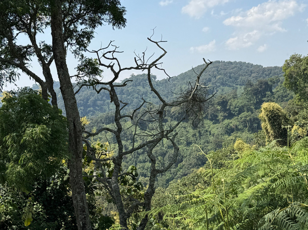 Mambo Gorilla Safari Uganda-吉佳利必去景点