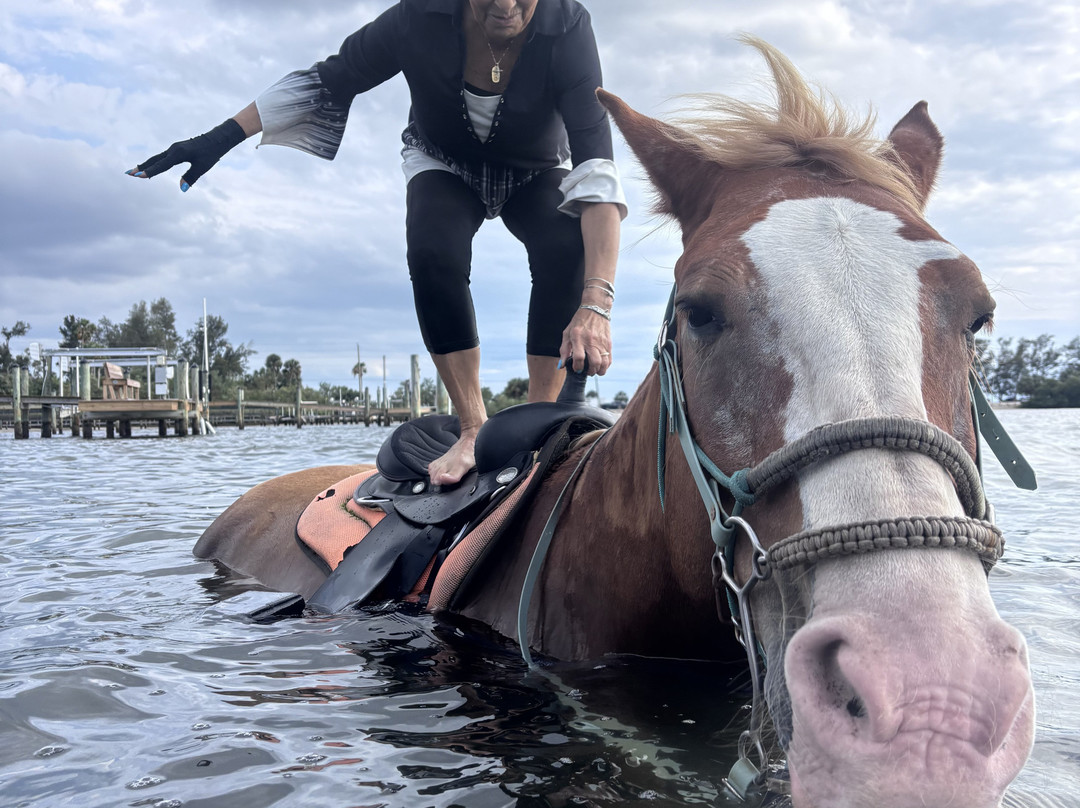 Florida Beach Horses-布雷登顿必去景点