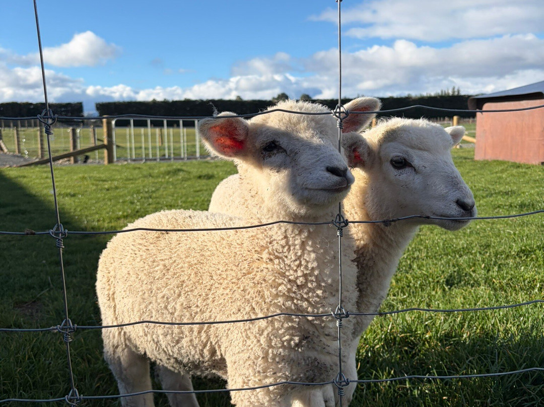 Woodstone Farm, Te Anau, New Zealand-蒂阿瑙必去景点