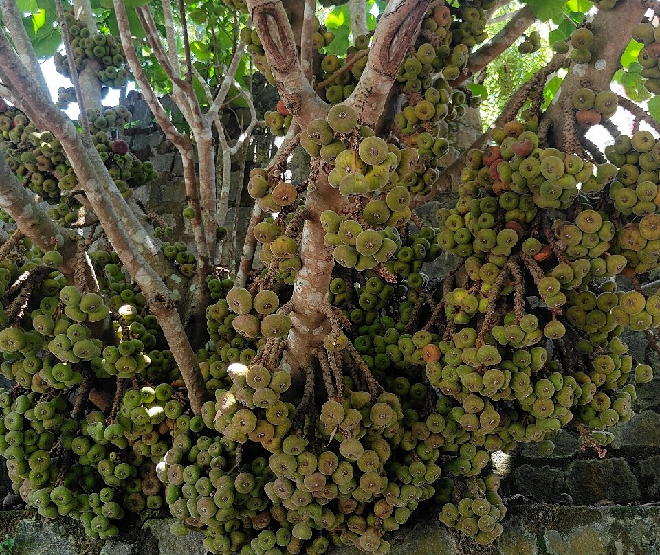 雅靠芒果山酒店主图