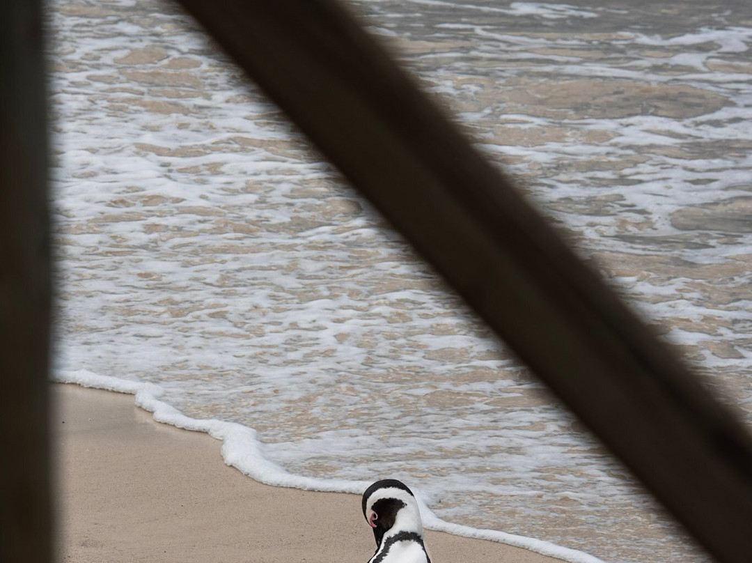Boulders Beach Penguin Colony-西门镇必去景点