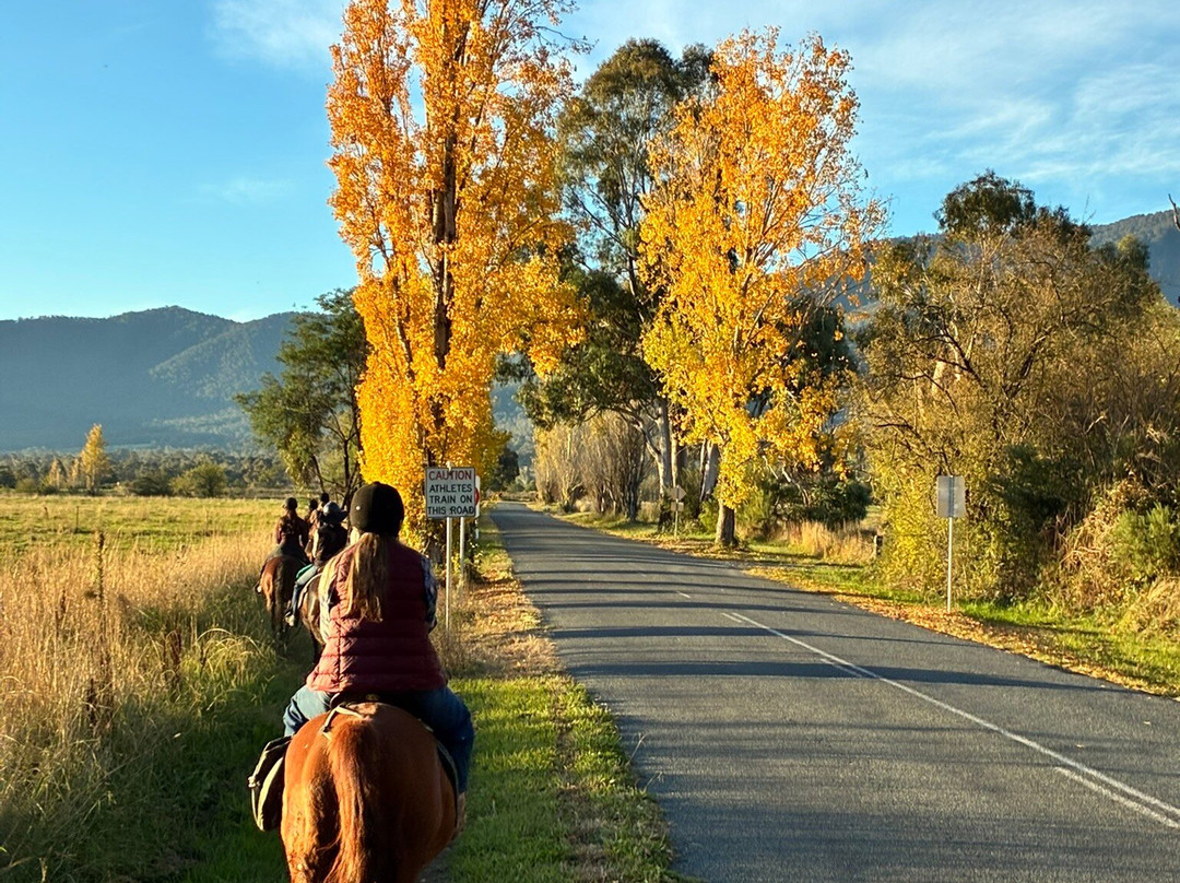 Bogong Horseback Adventures-Tawonga必去景点