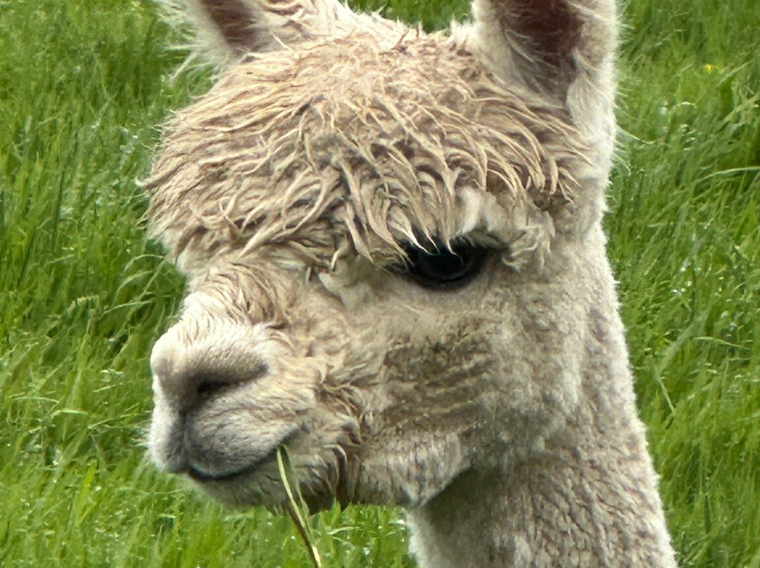 North Coast Alpacas-科尔雷恩必去景点