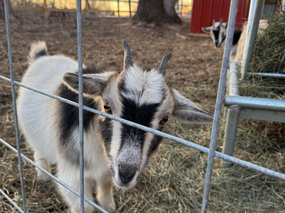 Alpacachino Ranch-Cedar Grove必去景点