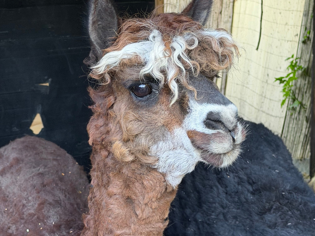 Alpaca Trekking-Wells-next-the-Sea必去景点