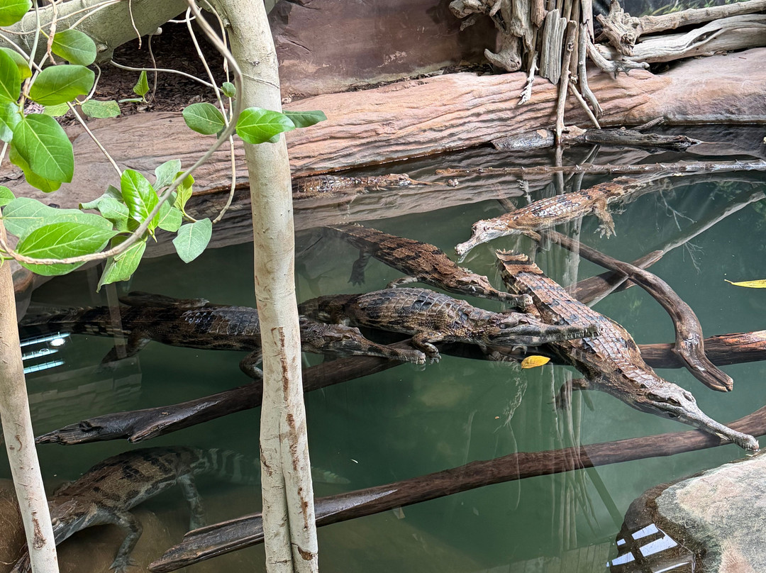La Ferme Aux Crocodiles-Pierrelatte必去景点