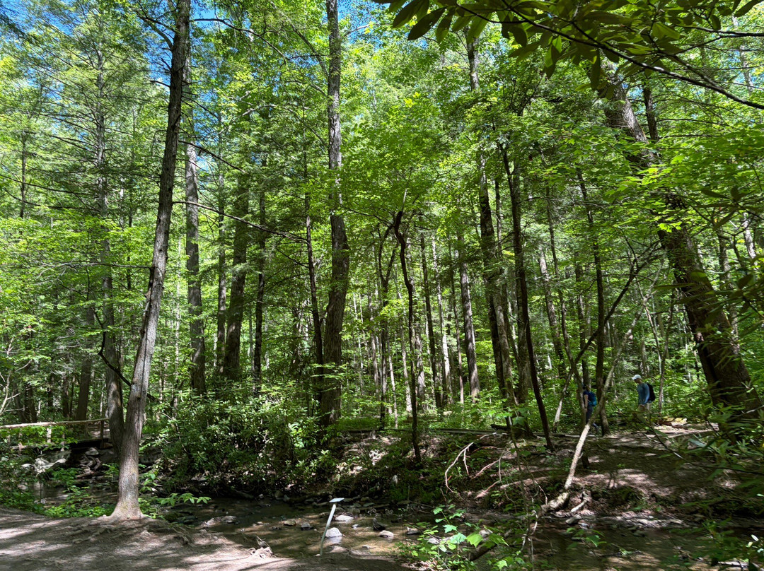 Great Smoky Mountains National Park-盖林柏格必去景点