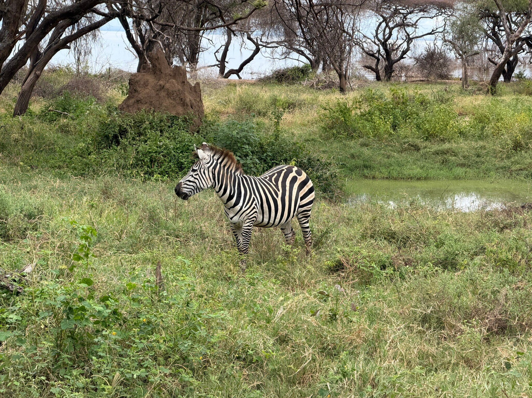 Lake Manyara-Lake Manyara National Park必去景点