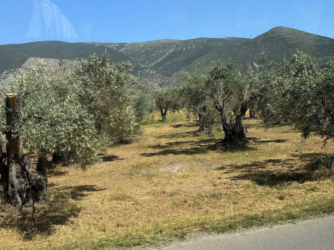 socrates olive oil tasting-Itea必去景点