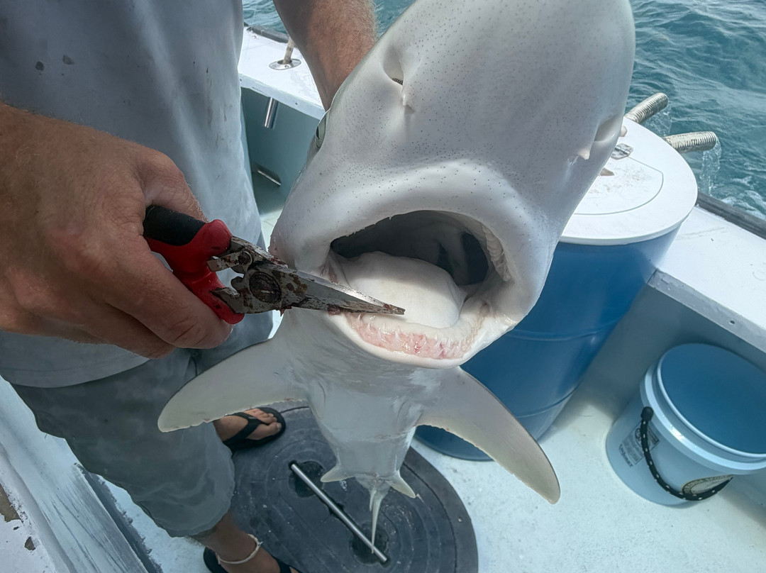 Canaveral Kings Sport Fishing Charters-卡纳维拉尔港必去景点