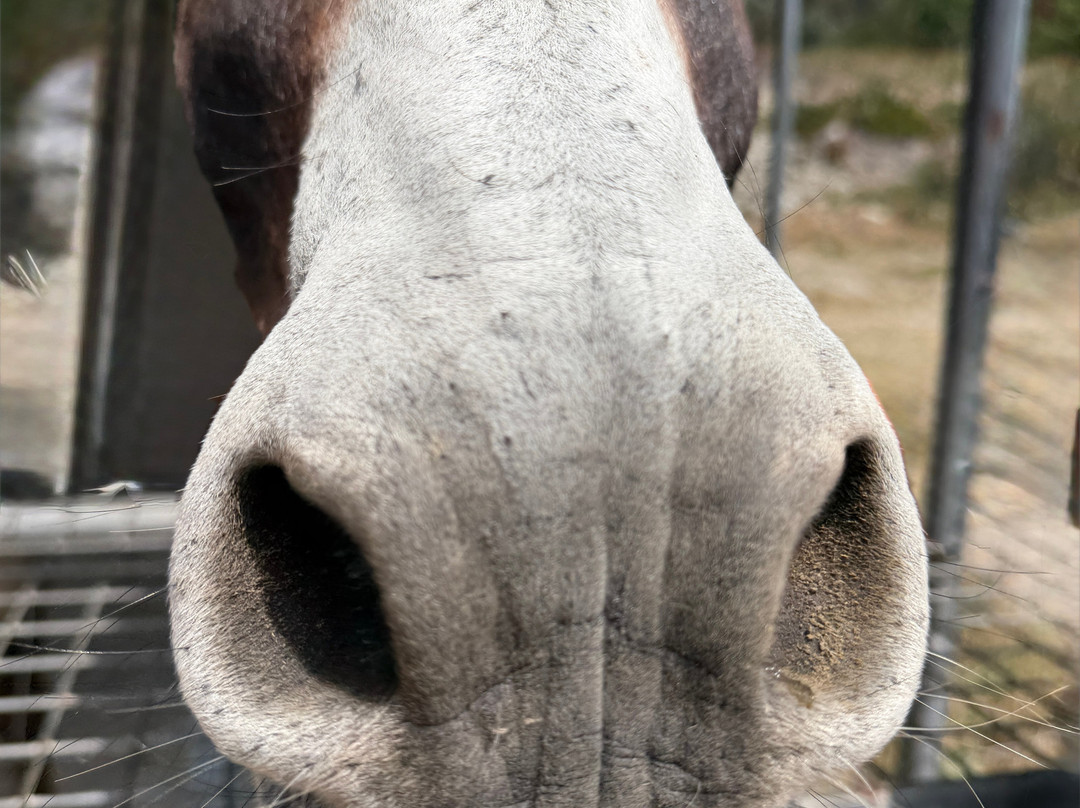 Mad Donkey Mallorca-Pollenca必去景点
