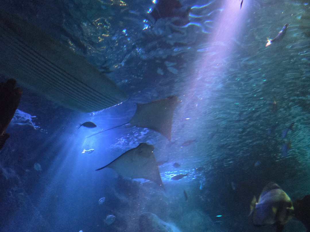 Sea Life Blankenberge-布朗肯堡必去景点