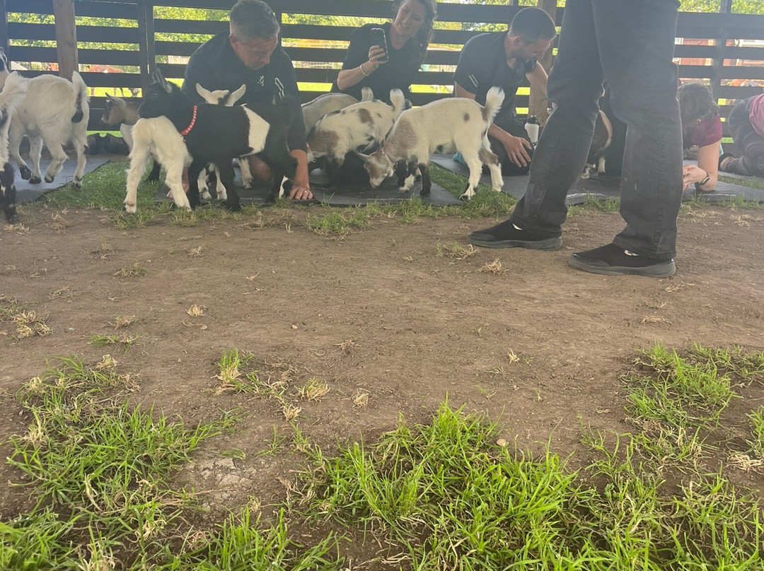 Blackwater Alpacas & Pygmy Goats-布伦特里必去景点