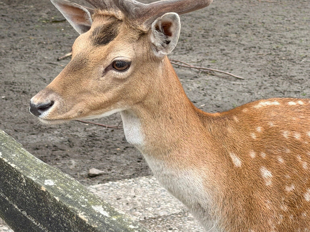 Tierpark Tinnum-Tinnum必去景点