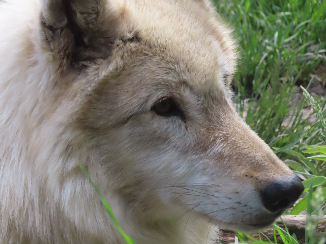 Yamnuska Wolfdog Sanctuary-科克伦必去景点