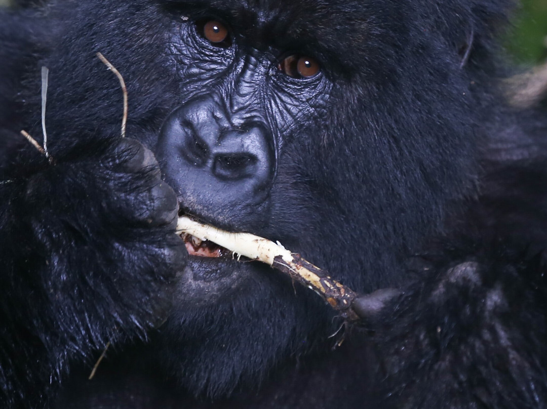 New Horizon Africa Safaris-吉佳利必去景点