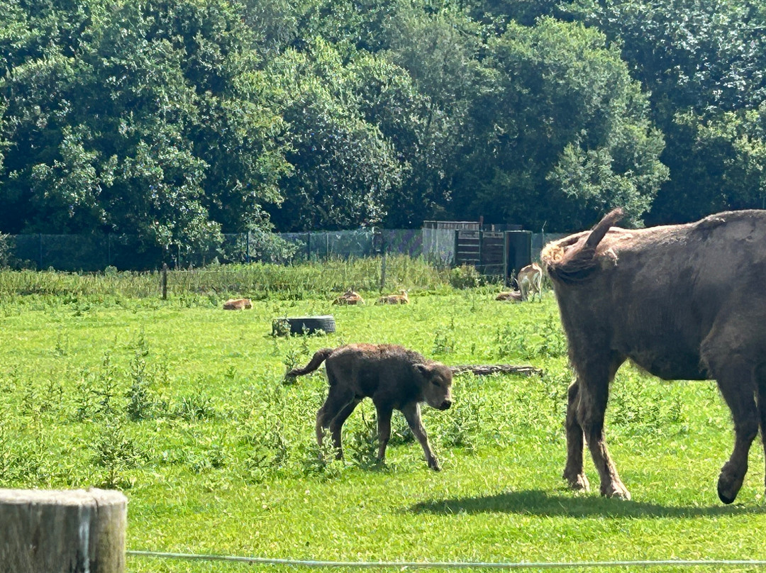 Fota Wildlife Park-Carrigtwohill必去景点