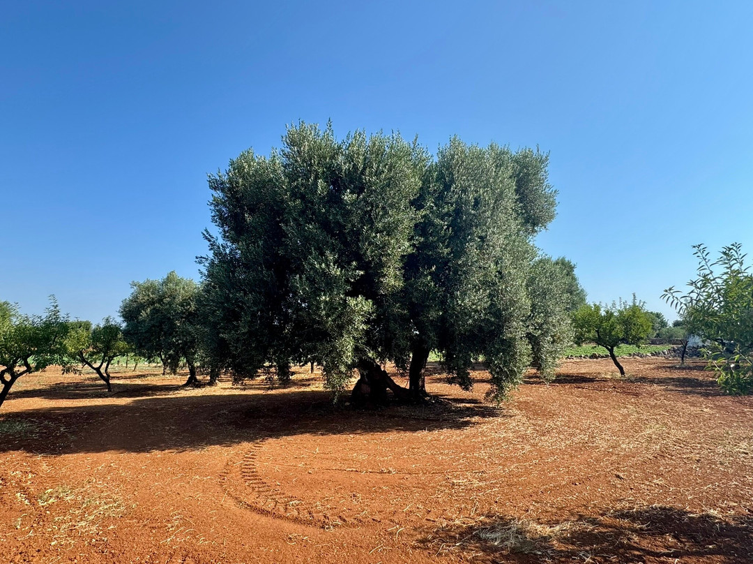Oleifici Rotondo Luigi Olive Oil Tasting & Farm Tour-莫诺波利必去景点