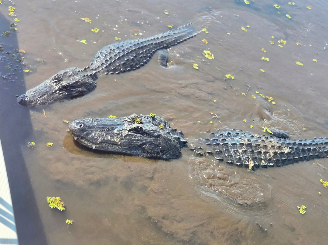 New Orleans Airboat Tours-Marrero必去景点