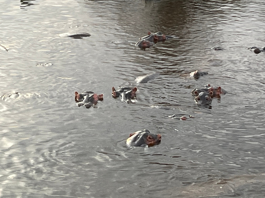 Serengeti Hippo Pool-塞伦盖蒂国家公园必去景点