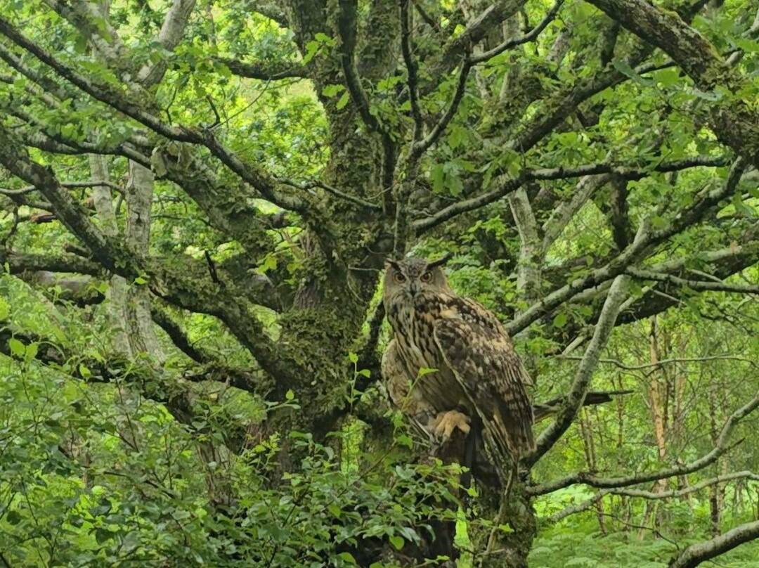 Shieldaig Falconry-盖尔洛赫必去景点