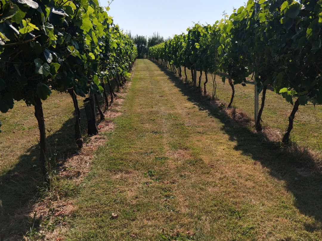 Yorkshire Heart Vineyard-约克必去景点