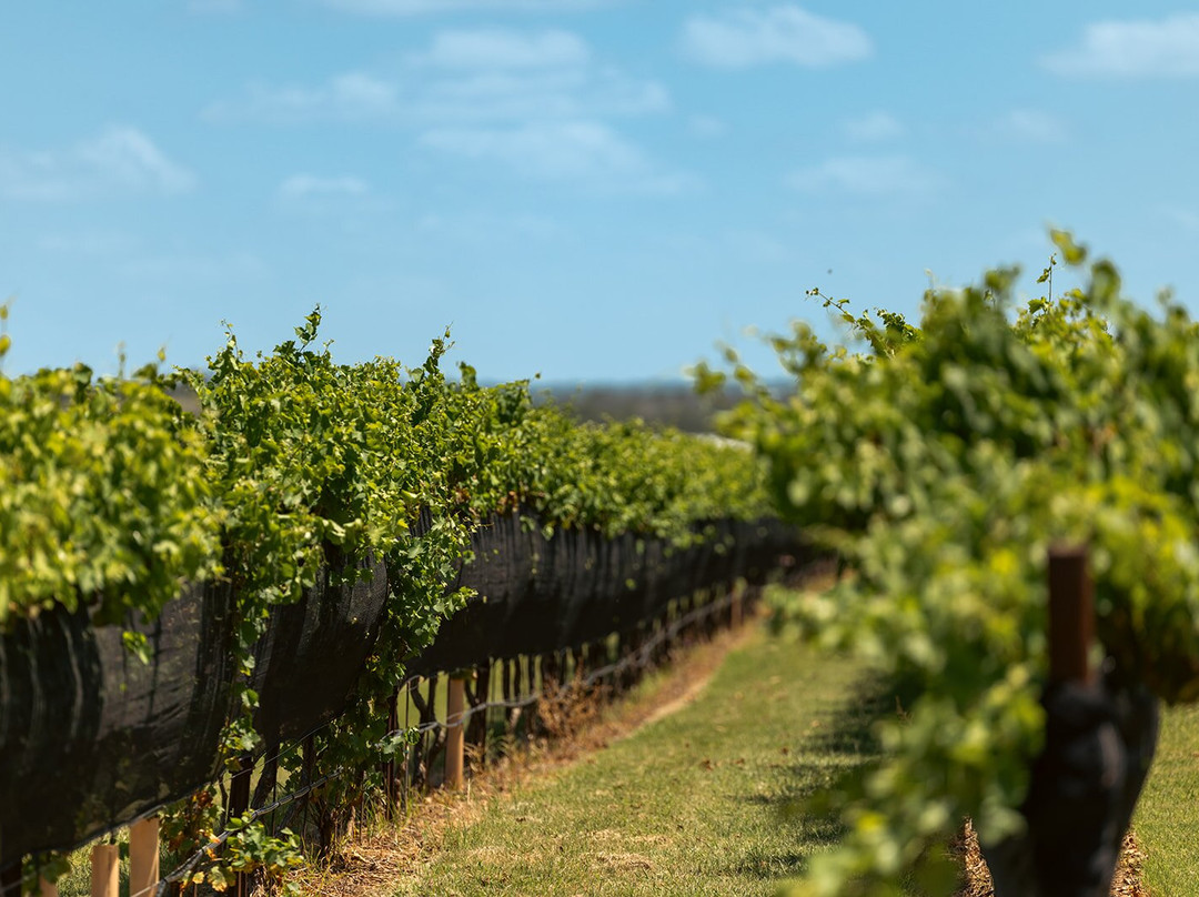 Augusta Vin Winery-弗雷德里克斯堡必去景点