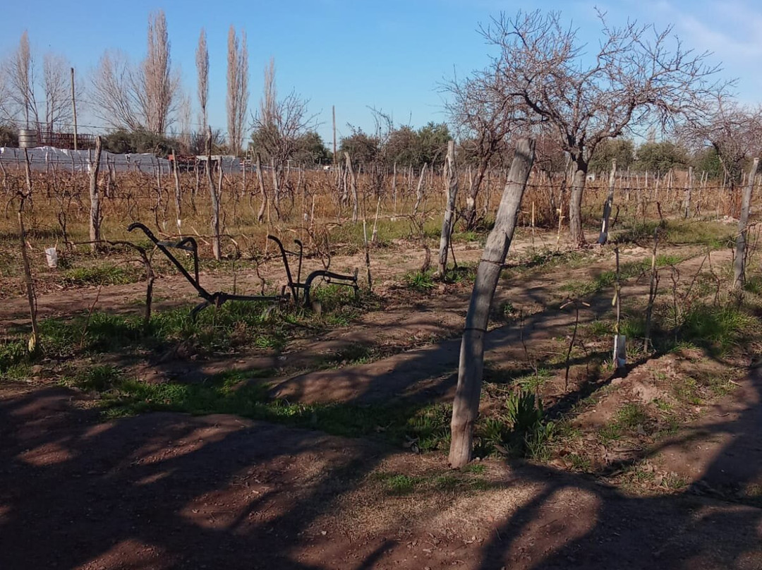 Bodega Familia Cecchin-Maipu必去景点