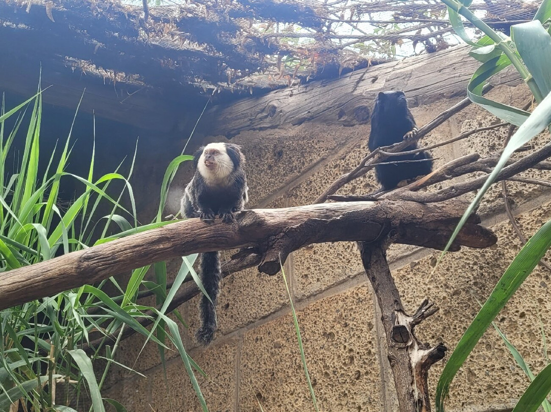 Monkey Park-洛斯克里斯蒂亚诺斯必去景点