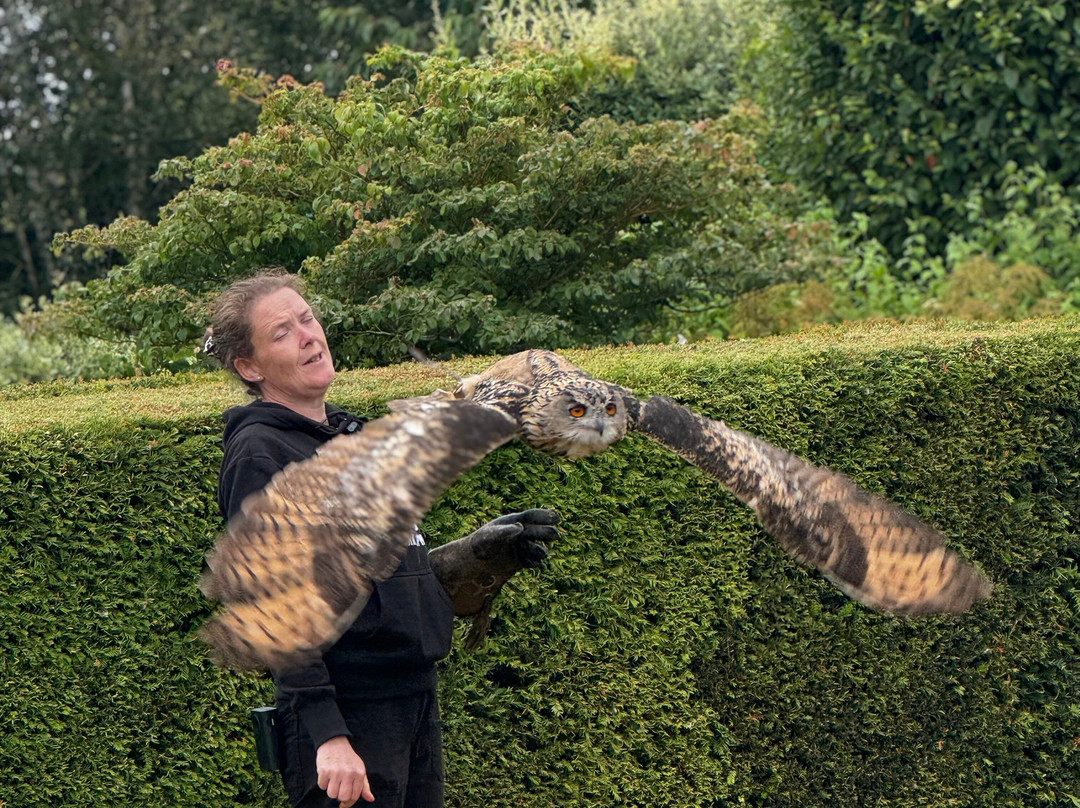 Andy Howeys Birds of Prey Centre-特威德河畔贝里克必去景点