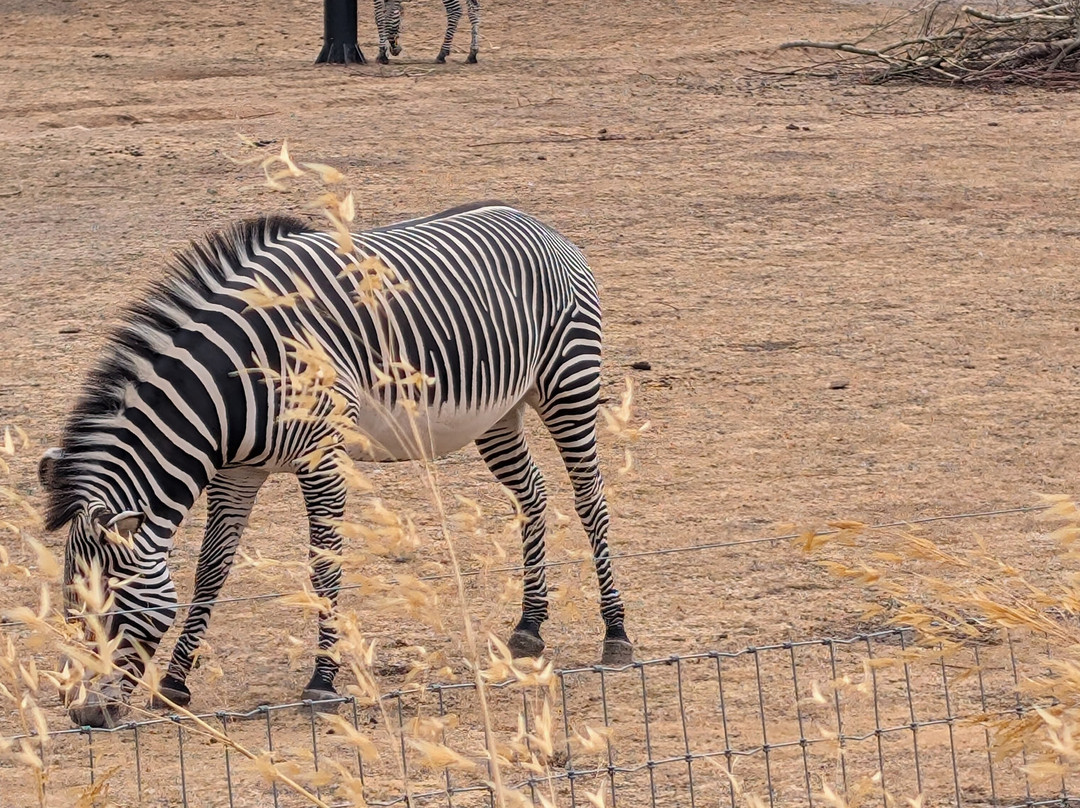 Yorkshire Wildlife Park-Auckley必去景点