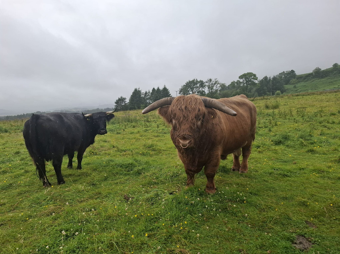 Nether Glenny Farm - Coos and Views-斯特灵必去景点