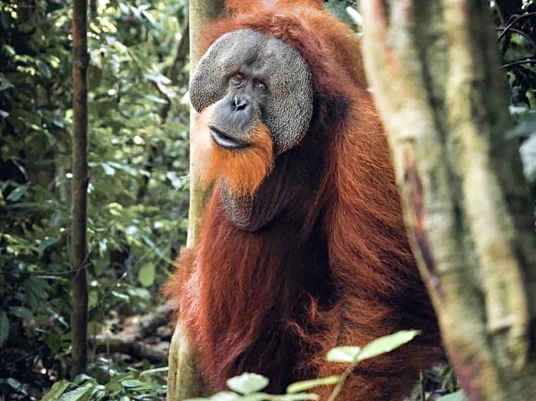 Sumatra Hidden Track