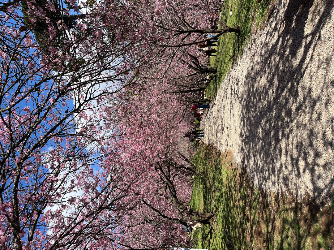 Parque das Cerejeira-坎普斯－杜若尔当必去景点