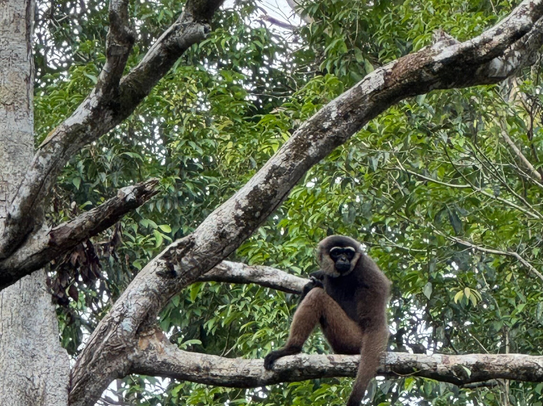Monica Guide Orangutan Tour-Pangkalan Bun必去景点