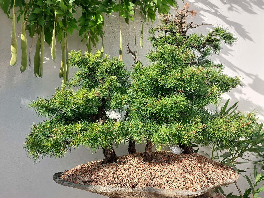 Hotel Bonsai