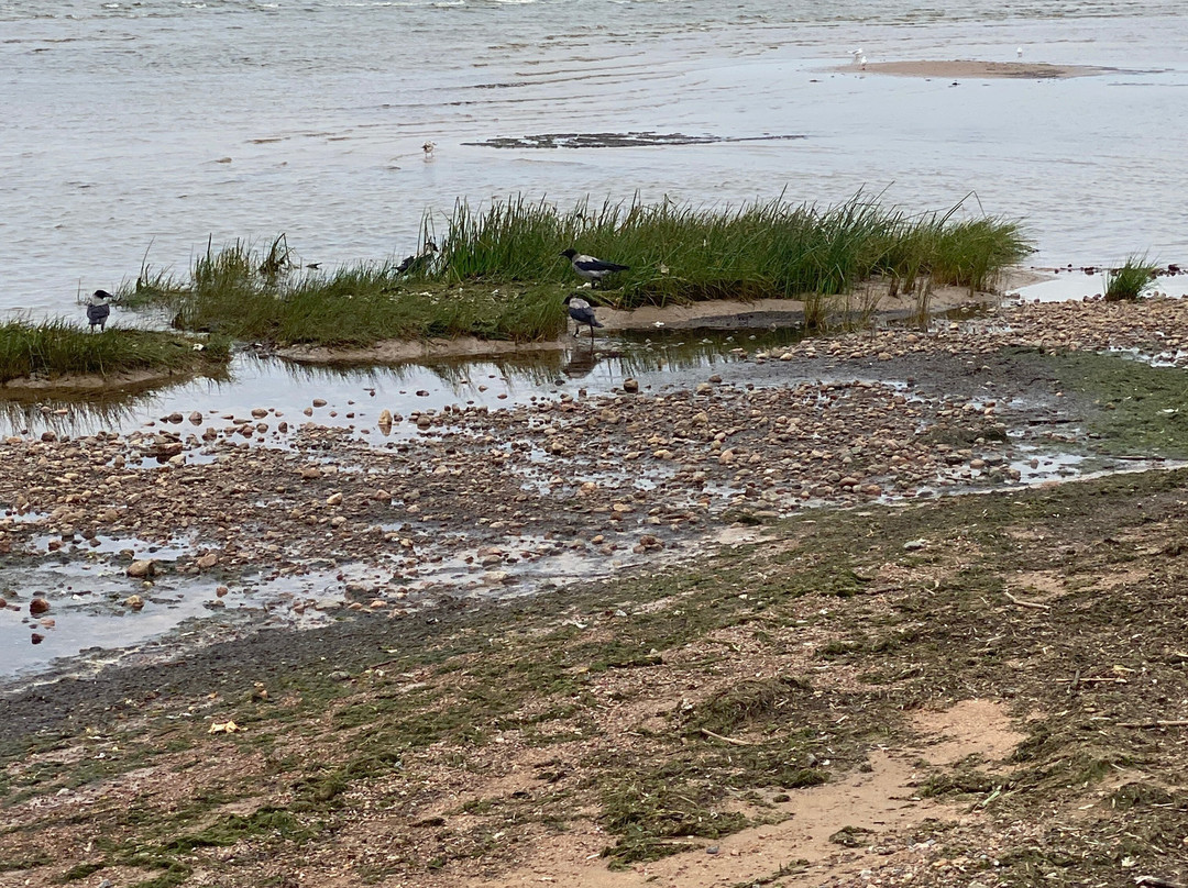 Dubkovskiy Beach-Sestroretsk必去景点