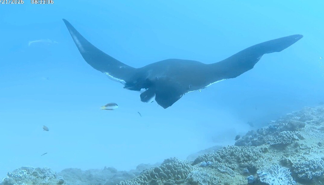Pisces Diving Sodwana Bay-索德瓦纳必去景点
